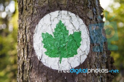 Ecology Symbol - Green Maple Leaf Painted On A Tree Stock Photo
