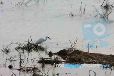 Egret At Dungeness Stock Photo