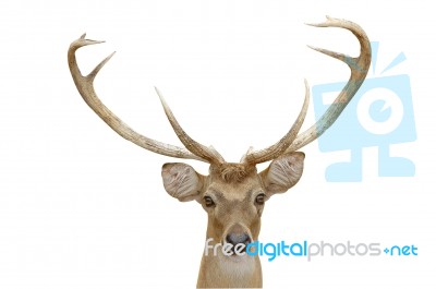 Eld's Deer Stock Photo