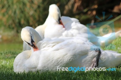 Elegant Swans At Rest Stock Photo