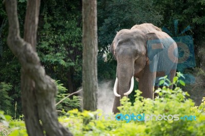 Elephant In Forest Stock Photo