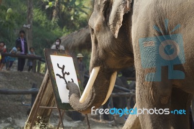 Elephant Show Painting On Paper Stock Photo