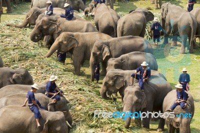 Elephants Joyfully On Fruits Buffet Stock Image