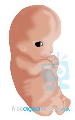 Embryo Seven Week Stock Image