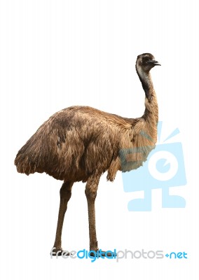Emu Isolated On White Background Stock Photo