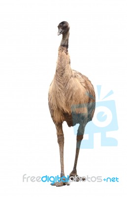 Emu Isolated On White Background Stock Photo