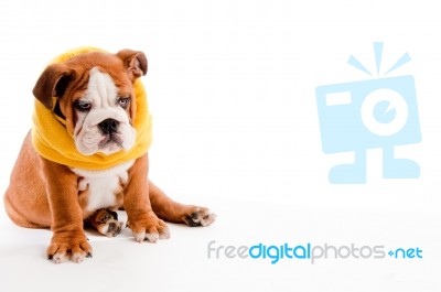 English Bulldog Puppy Stock Photo