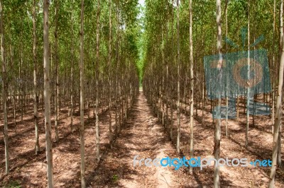 Eucalyptus Trees Stock Photo