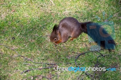 Eurasian Red Squirrel (sciurus Vulgaris) Stock Photo