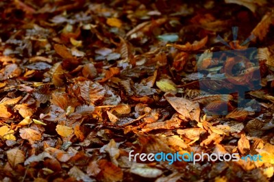 Fallen Leaves Stock Photo