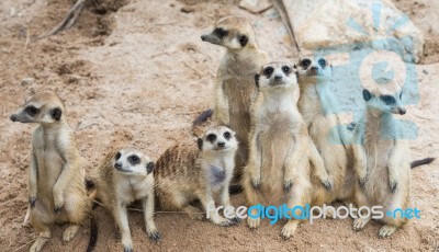 Family Of Meerkats Stock Photo