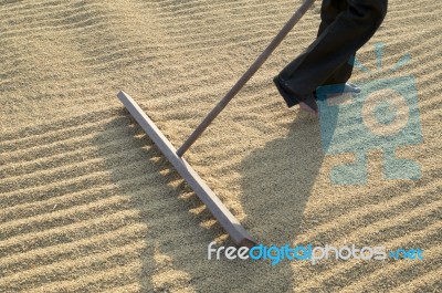 Farmer Drying Rice Seed Stock Photo