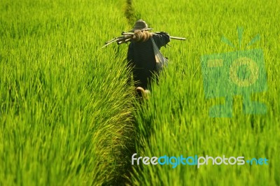 Farmer In Paddy Field Stock Photo