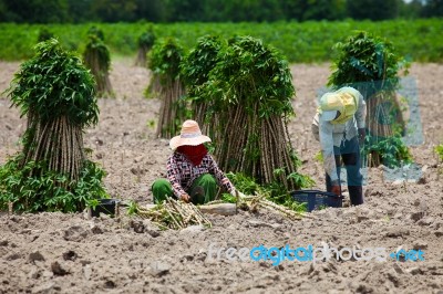 Farmer Preparing Young Cassava Plant Stock Photo