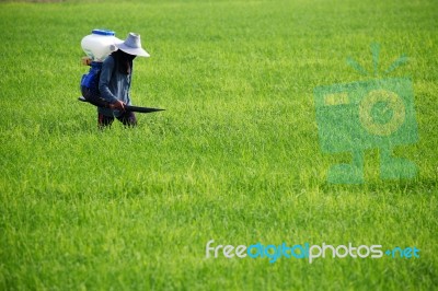 Farmer Spraying Pesticide Stock Photo