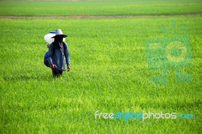 Farmer Spreading Fertilizer Stock Photo