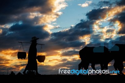 Farmer With Buffalo At Sunset Stock Photo
