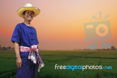 Farmer With Rice Fields Stock Photo