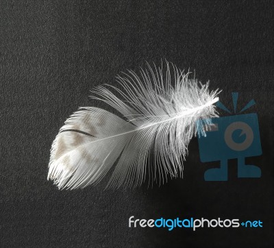 Feather Stock Photo