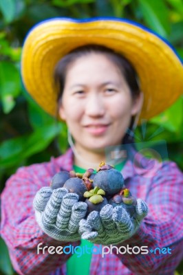 Female Agriculturist Hand Showing Mangosteens Stock Photo