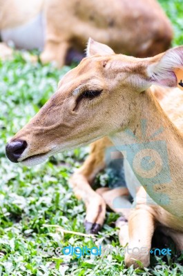 Female Antelope On Ground Stock Photo