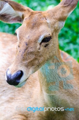 Female Antelope On Ground Stock Photo