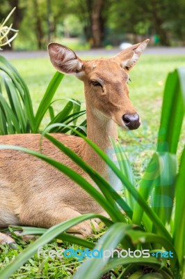 Female Antelope On Ground In Park Stock Photo