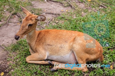 Female Antelope On Ground In Park Stock Photo