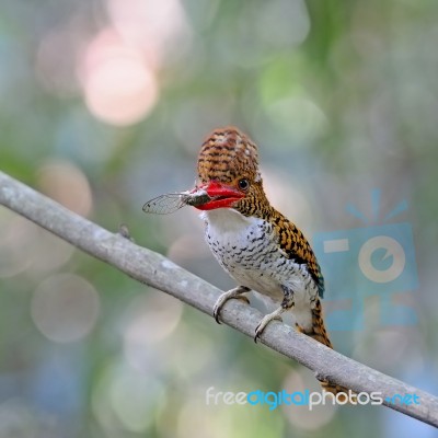 Female Banded Kingfisher Stock Photo