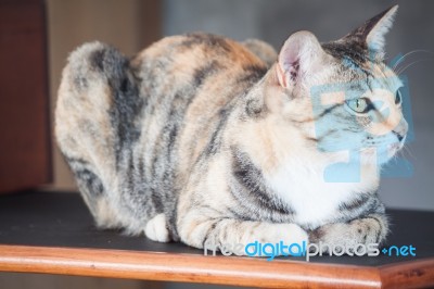 Female Cat Sitting On Wooden Shelf Stock Photo
