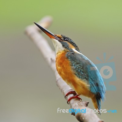 Female Common Kingfisher Stock Photo