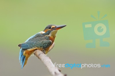 Female Common Kingfisher Stock Photo
