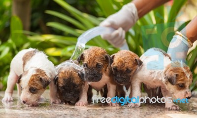 Female Hand Washing Puppy Dog Stock Photo