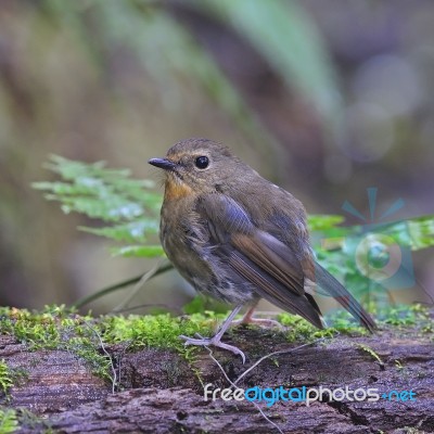 Female Snowy-browed Flycatcher Stock Photo