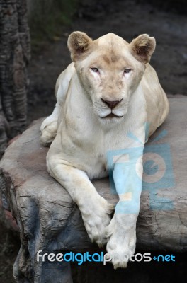 Female White Lion Stock Photo