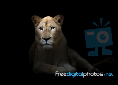 Female White Lion In The Dark Stock Photo