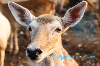 Female Wild Dear Face Stock Photo