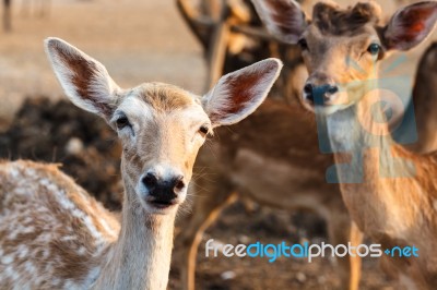 Female Wild Dear Face Stock Photo