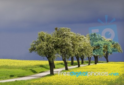 Field Of Rapeseed Stock Photo