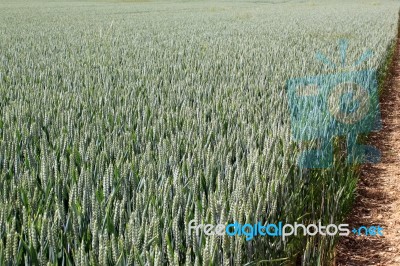 Field Of Wheat Stock Photo