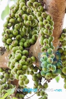 Fig Fruit Stock Photo Fig Fruit Stock Photo