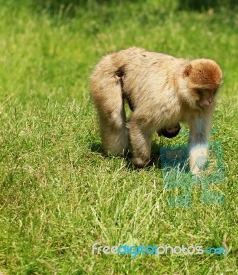 Find The Baby Barbary Macaque Stock Photo