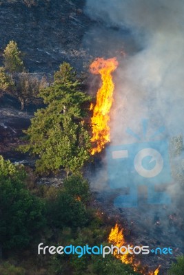 Fire In Forest Stock Photo