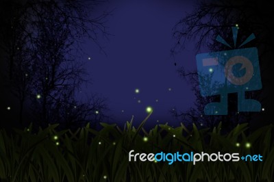 Firefly Stock Photo