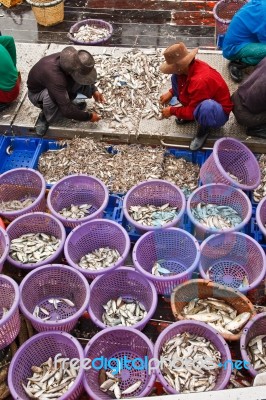Fishermen Sorting Fish In Harbor Stock Photo