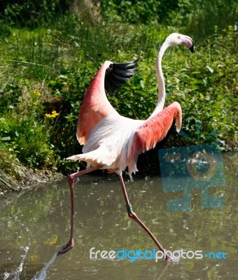 Flamingo In A Hurry Stock Photo
