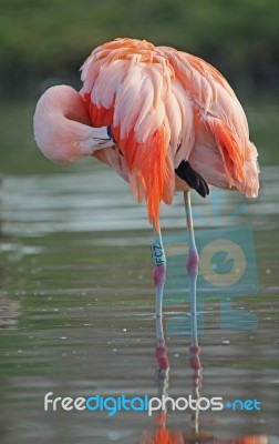 Flamingo Preening Stock Photo