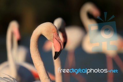Flamingos Family Stock Photo