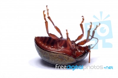 Flipped Beetle Bug Stock Photo