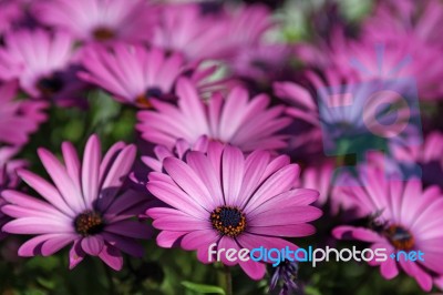 Flower Bed Stock Photo